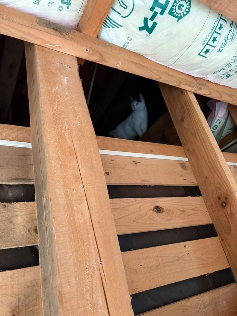 解体中に家猫ちゃんが小屋裏に入ってしまい、一騒動ありつつ(;'∀')